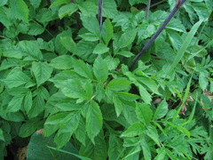 Xanthogalum purpurascens