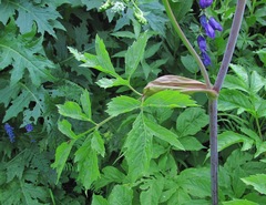 Xanthogalum purpurascens