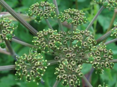 Xanthogalum purpurascens
