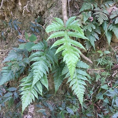 Tectaria multicaudata