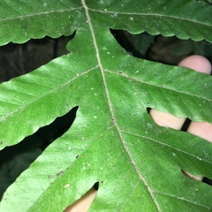 Tectaria multicaudata