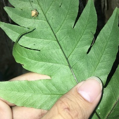 Tectaria multicaudata