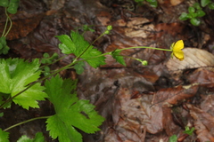 Ranunculus cappadocicus