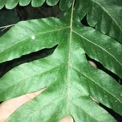 Tectaria multicaudata