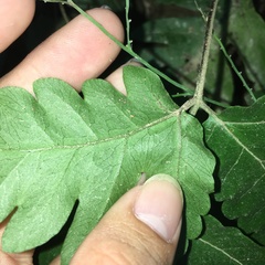 Tectaria multicaudata