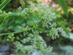 Anthriscus schmalhausenii