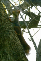 Sciurus vulgaris