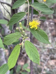Grewia flavescens