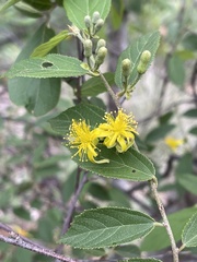 Grewia flavescens