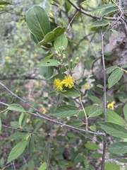 Grewia flavescens