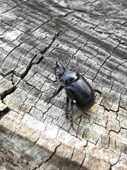 Ceratophyus hoffmannseggi