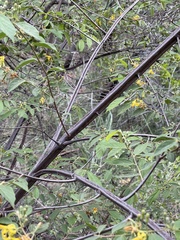 Grewia flavescens