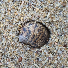 Nerita undata