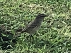 Setophaga palmarum