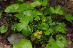 Ranunculus cappadocicus