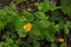 Ranunculus cappadocicus
