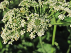 Arafoe aromatica