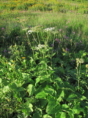 Arafoe aromatica
