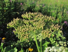 Arafoe aromatica