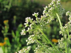 Arafoe aromatica