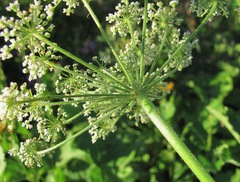 Arafoe aromatica