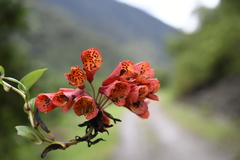 Bomarea formosissima