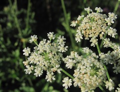 Arafoe aromatica