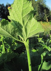 Arafoe aromatica
