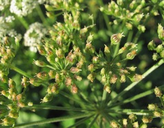 Arafoe aromatica