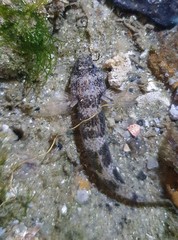 Drombus triangularis