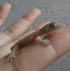 Hemidactylus mabouia