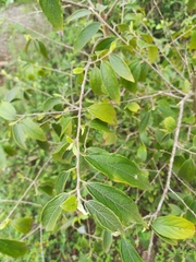 Neopringlea integrifolia