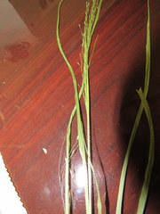 Panicum flexile