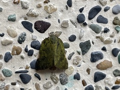 Ricania sublimata