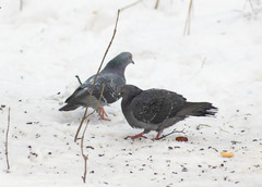 Columba livia