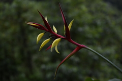 Heliconia hirsuta