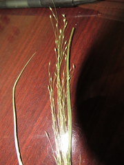 Panicum flexile