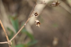 Pterogastra divaricata