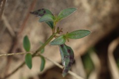 Pterogastra divaricata