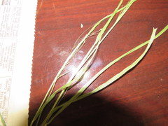 Panicum flexile