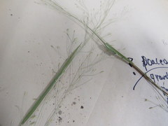 Panicum flexile