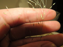 Panicum flexile