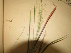Panicum flexile