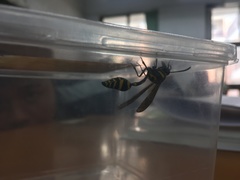 Phimenes flavopictus formosanus