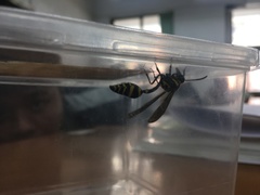 Phimenes flavopictus formosanus