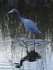 Egretta caerulea