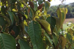 Vismia baccifera dealbata