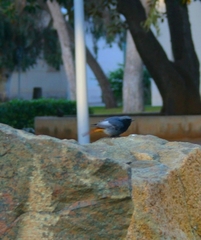 Phoenicurus ochruros