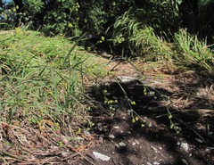 Bupleurum brachiatum