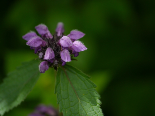 Phlomoides bracteosa, photograph 4